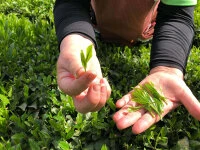 Gyokuro Tokufu, Bio, Super-Premium 10 Gyokuro Tokufu, Bio, Super-Premium – Bild 8